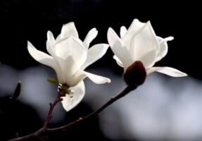 愉景新城小学“校园之星”评比方案